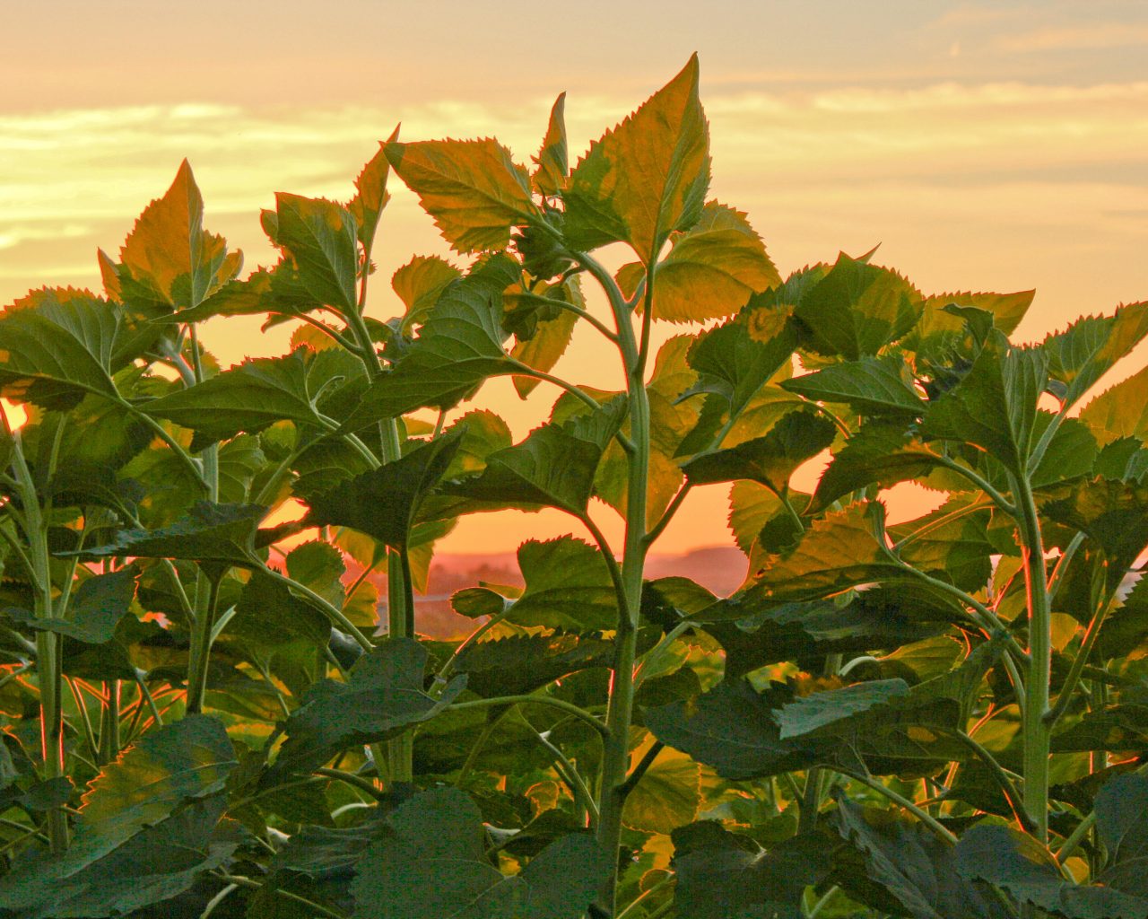 5 Ways To Feel Refreshed Everyday