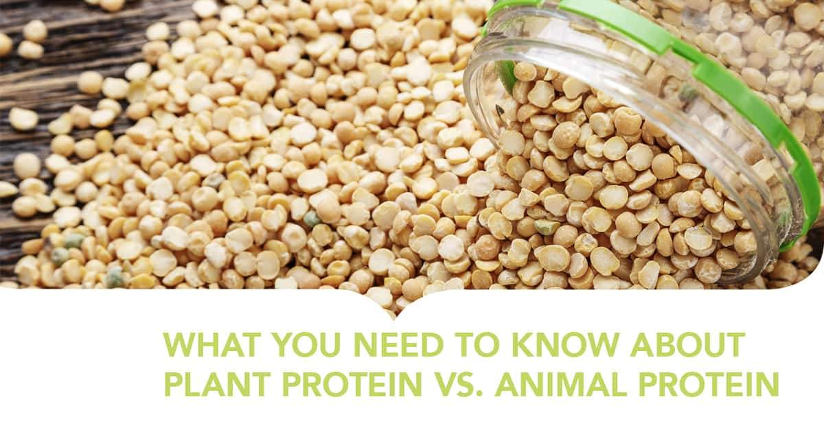 protein, proteins, plant-based protein, protien, protein foods, protein in diets, protein source, pea protein, vegan protein